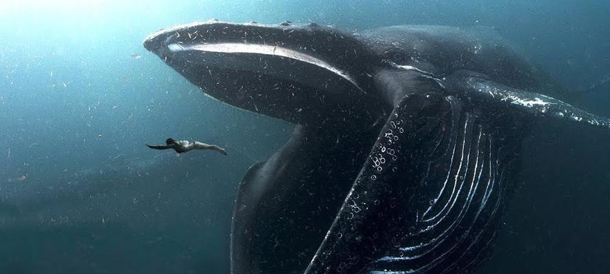 探索海底深处的奇妙生物世界（神秘生物的秘密揭开——海底深处的生物多样性）  第1张