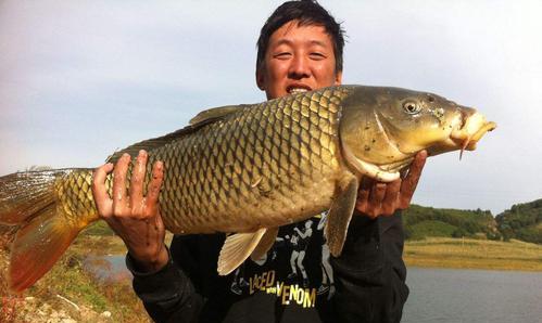 探秘野钓鲤鱼（打造最佳漂调）  第1张